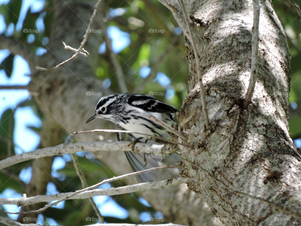 Stretch. Black and White Warbler stretching out one wing