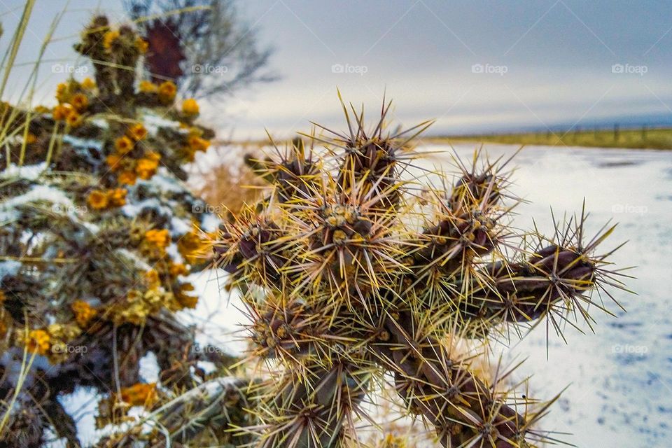 Cactus in Winter