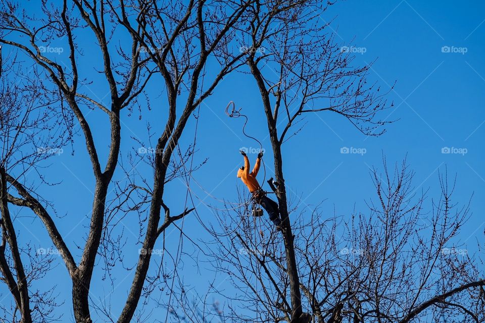 Man Climbing Tree And Cutting It Down With A Chainsaw, Tree Service At Work 