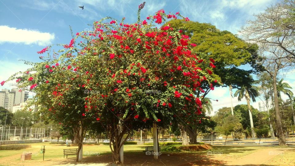 flower in the city II