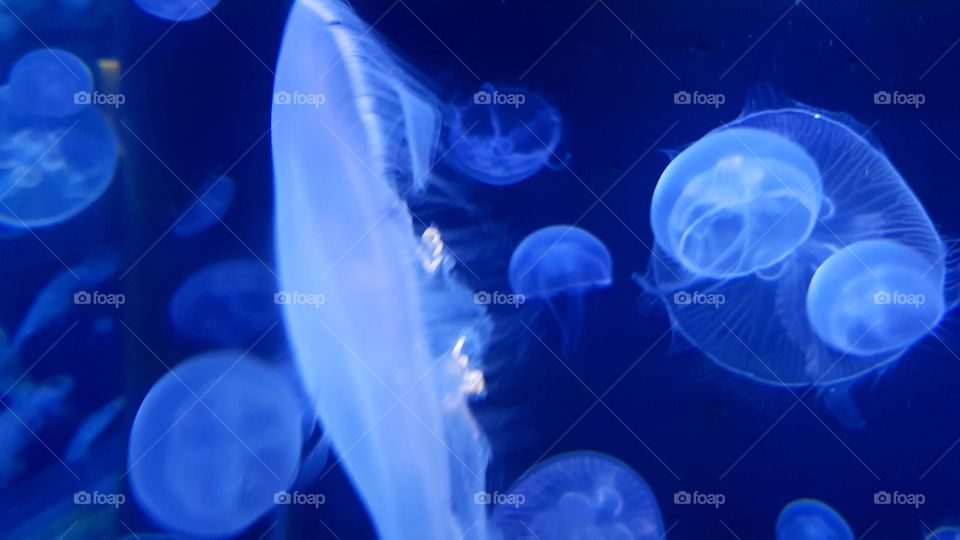 Musée Océanographique de Monaco