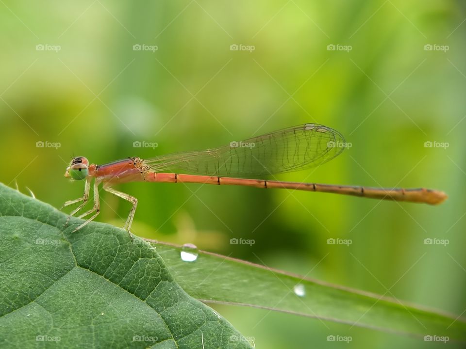 An orange damselfly is resting on a leaf.  If I'm as small as a bug, I'll ride it!