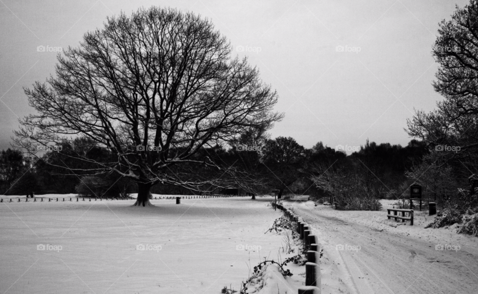 white black tree forest by bradman