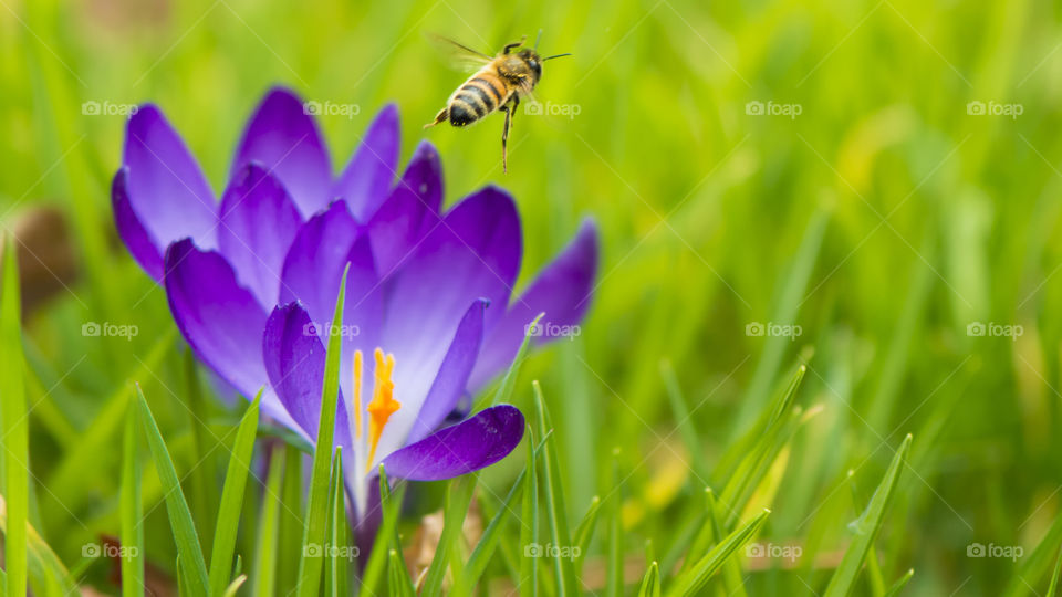 Catch me if you can. Bee and flowers