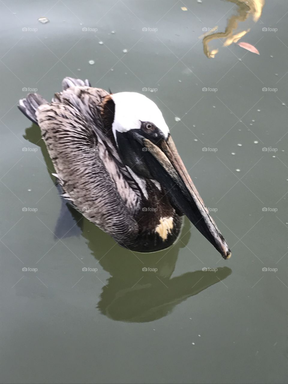 Floating pelican 