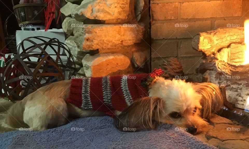 Beau my beau cozied up to the fire