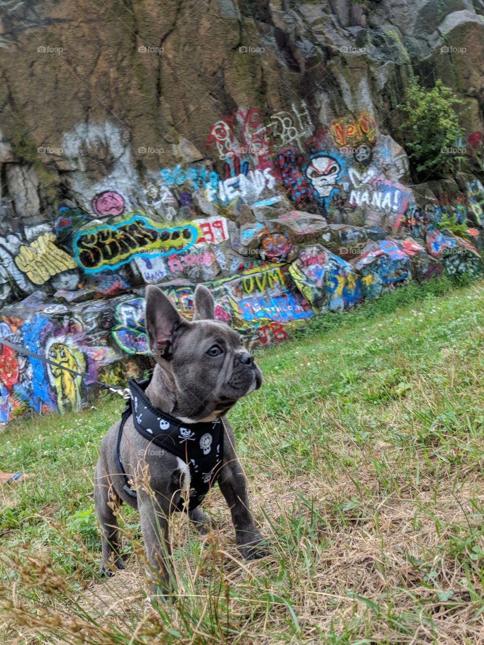 Blue Frenchie Rufus