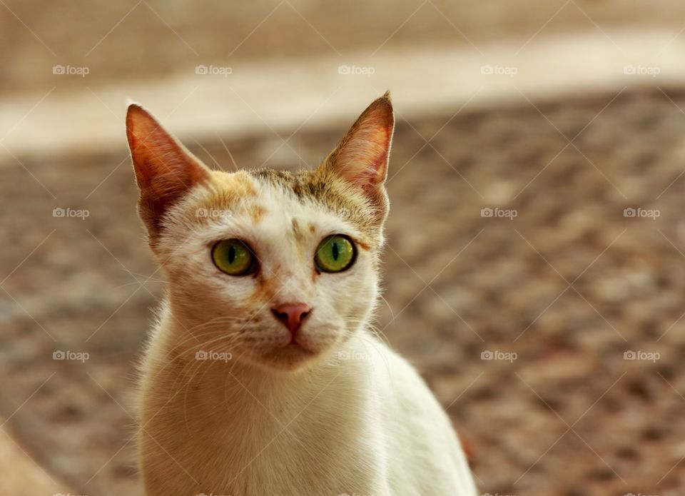 portrait of a pet cat