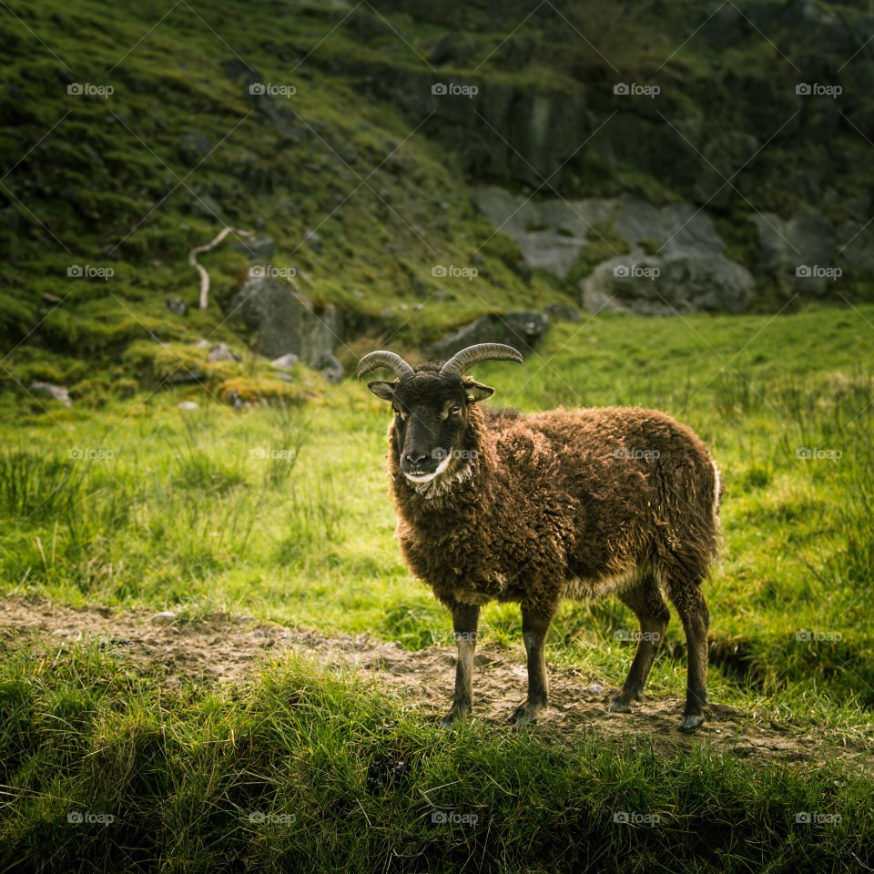 Sheep, Mammal, No Person, Grass, Livestock