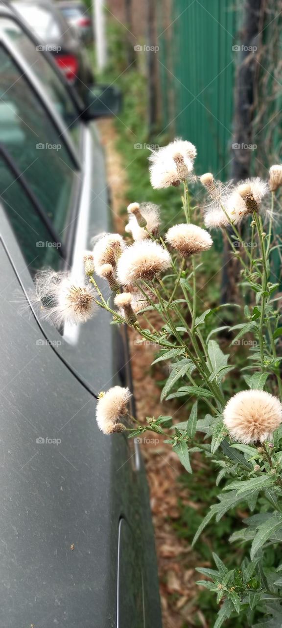 street and nature