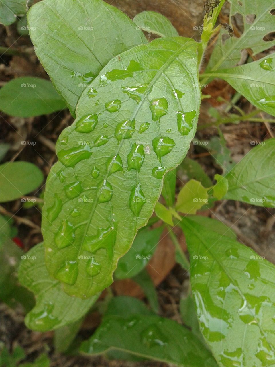 dew. dew on green leaves