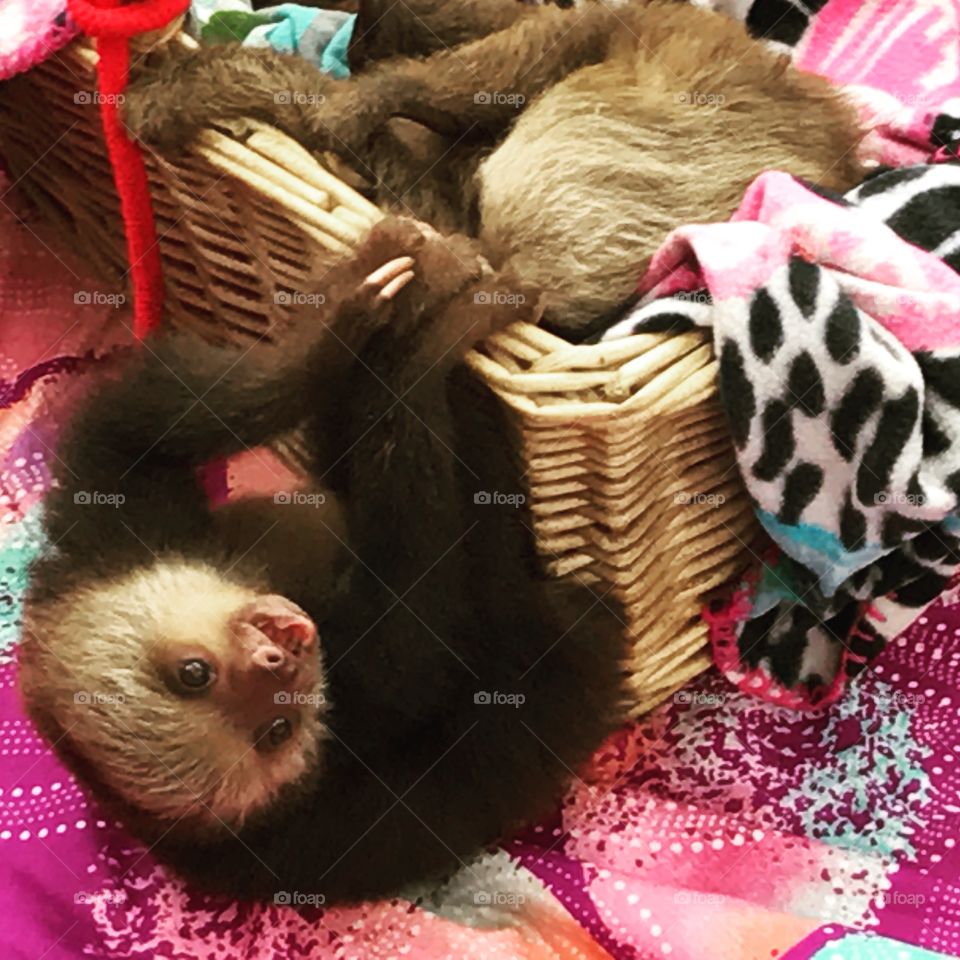 Baby sloth, Costa Rica, December 2016