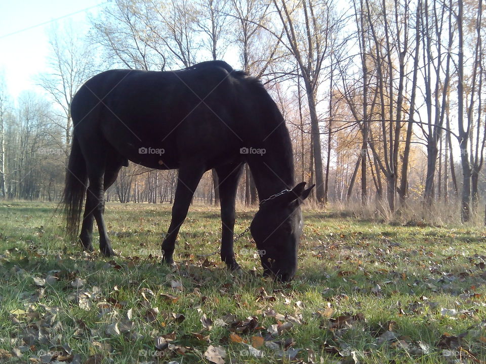 Mammal, No Person, Cavalry, Grass, Landscape