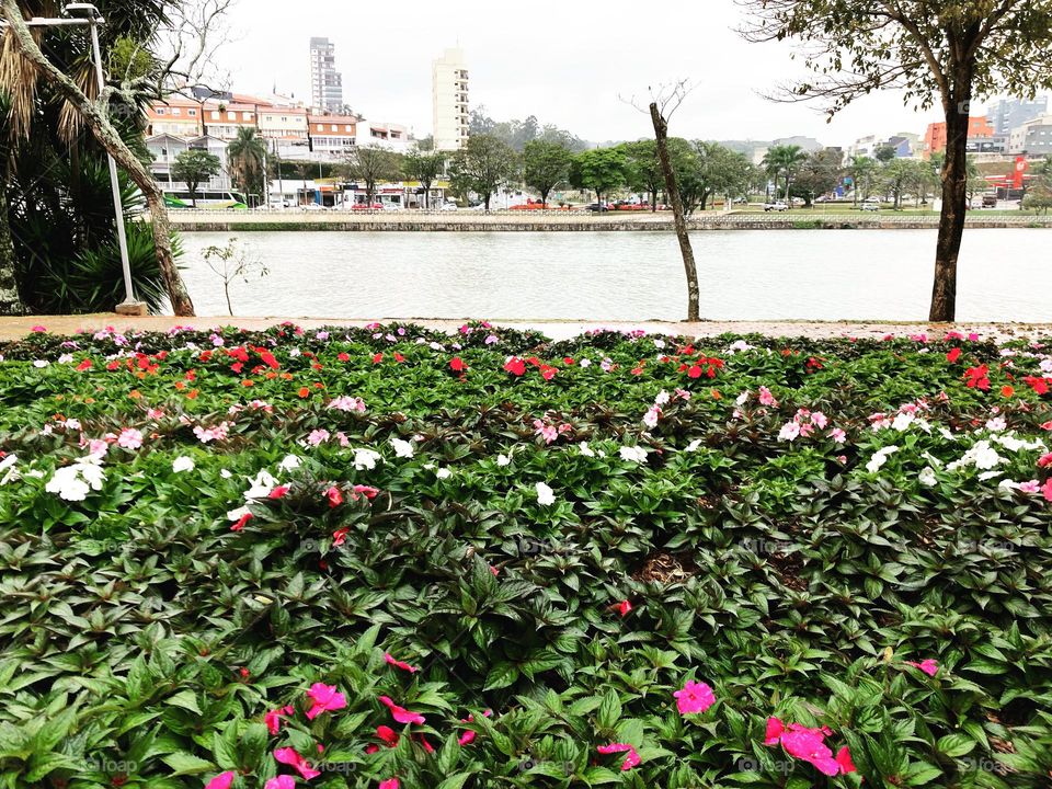 Não teve sol, tampouco espelho d'água na manhã desta 4ª feira chuvosa e fria. Mas há cores por aqui: as flores bem cuidadas do entorno do Lago do Taboão não me desmentem!

Como deixar de achar belo?