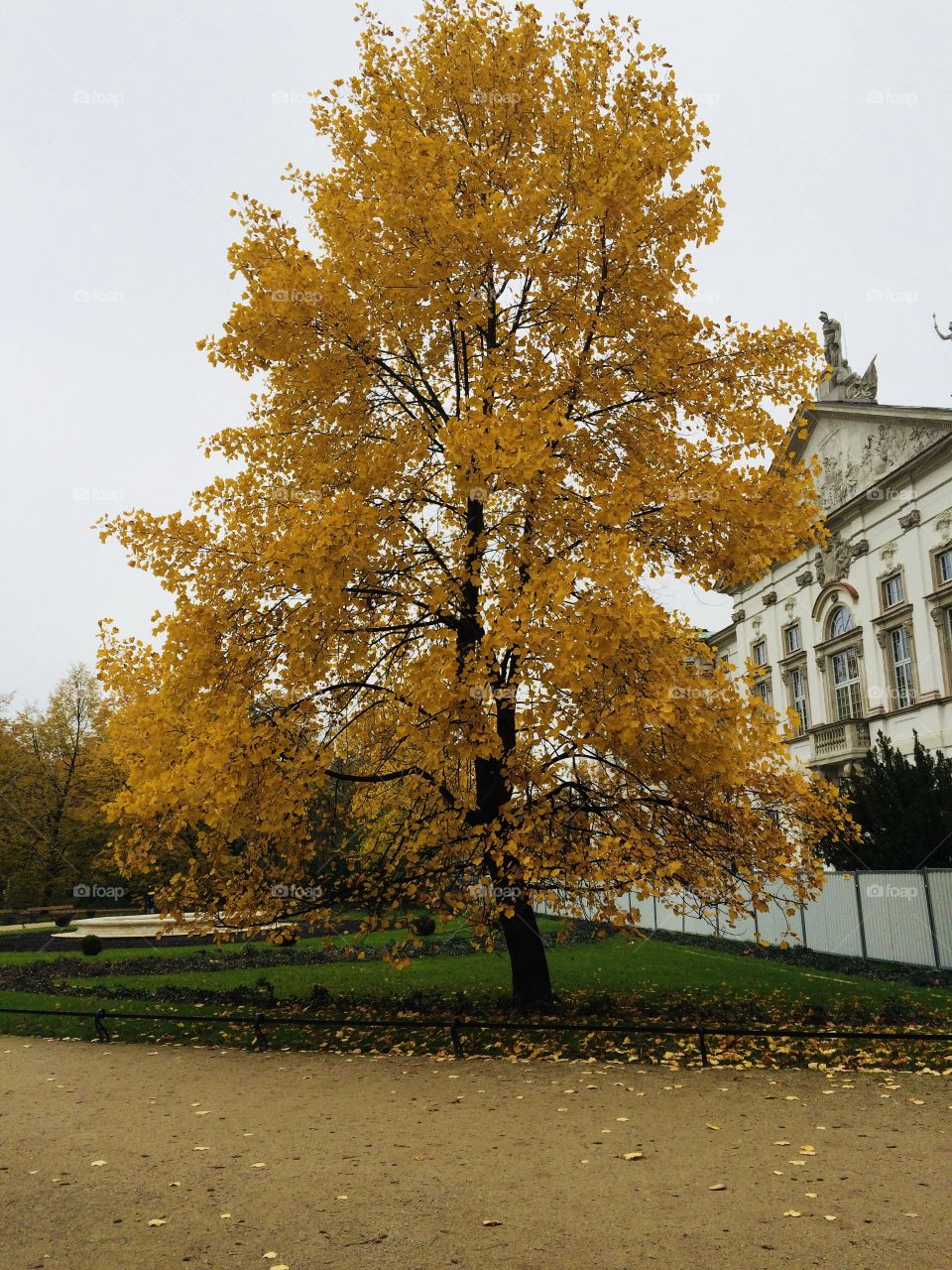 Warsaw Palace Wilanow Golden Tree 