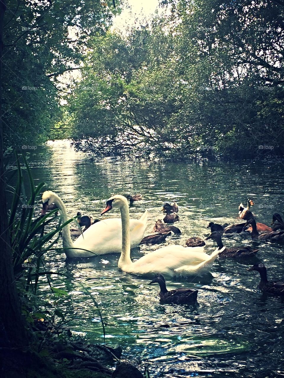 Swan Lake