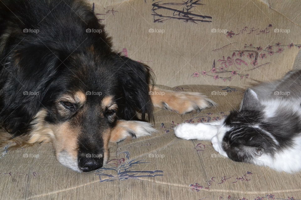cat and dog