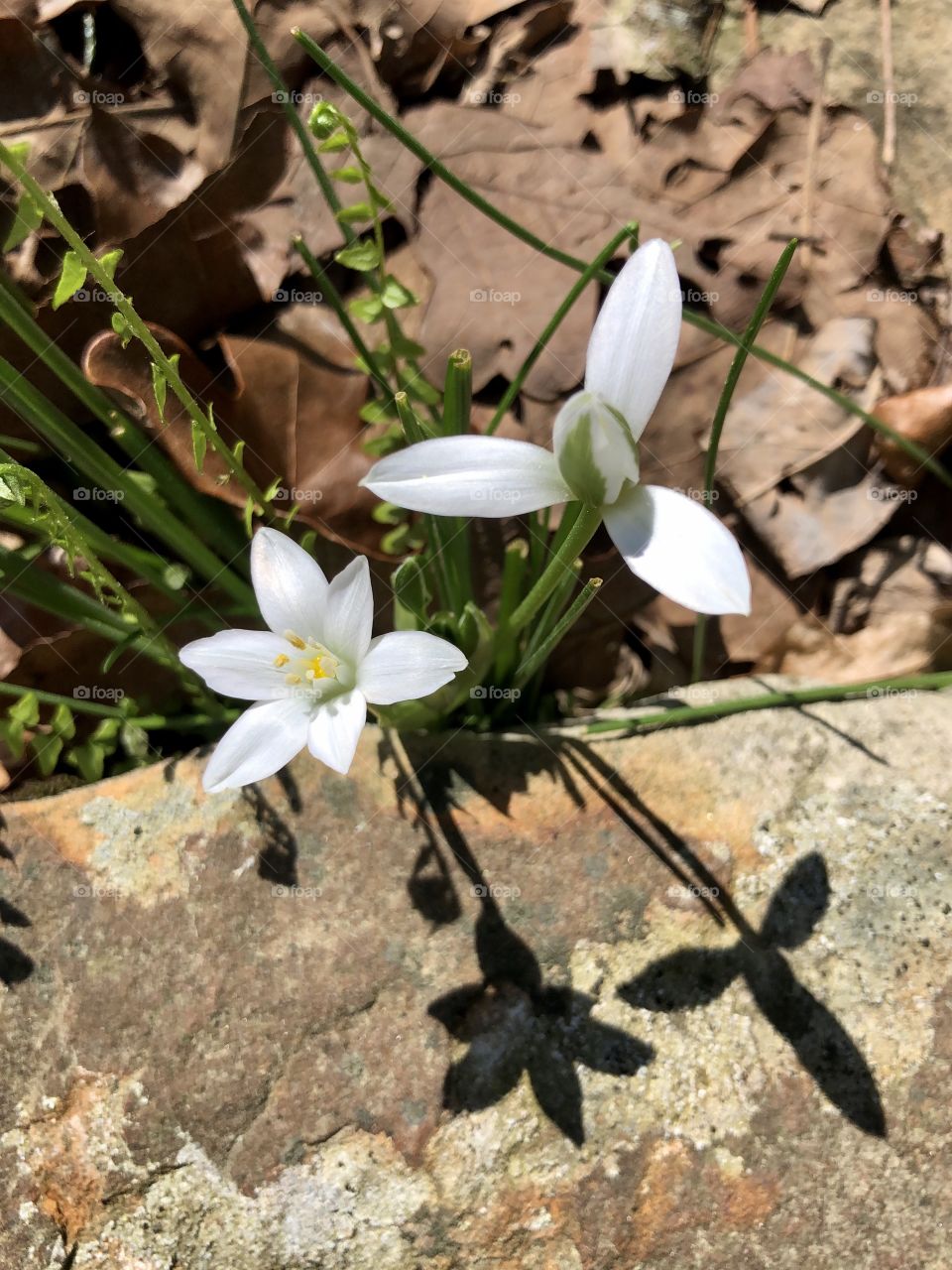 Closeup of spring bulb flowers with defined shadows in rock garden 