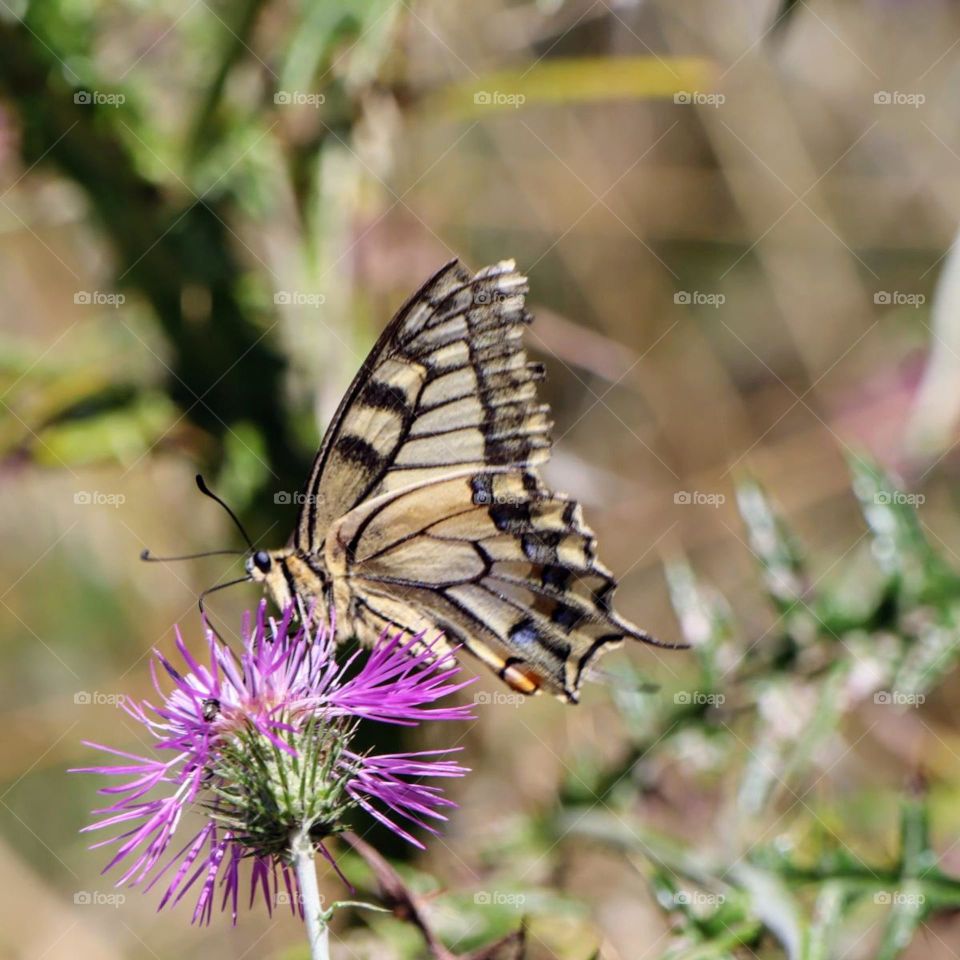 Swallowtail