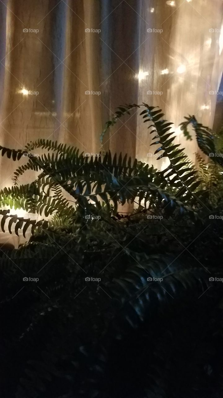 Illuminated Ferns