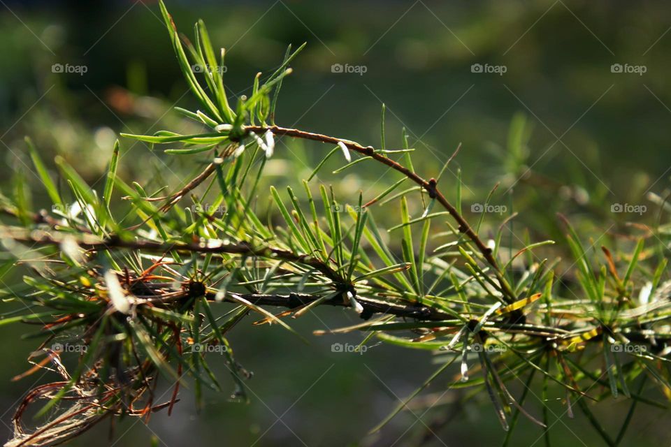 pine in the beautiful light