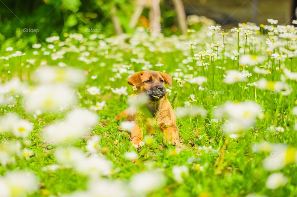 Not only we humans enjoy the beauty of spring season but the animals around us also enjoy the beautiful season of spring. A small puppy having fun in the daisy field.