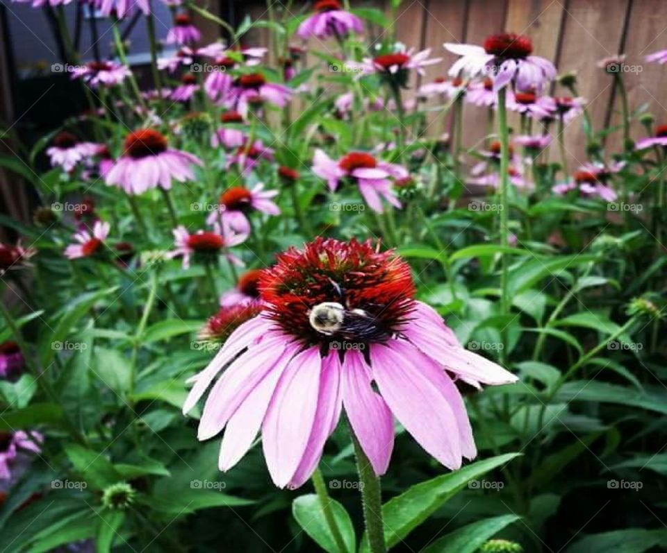 bees love my coneflower garden