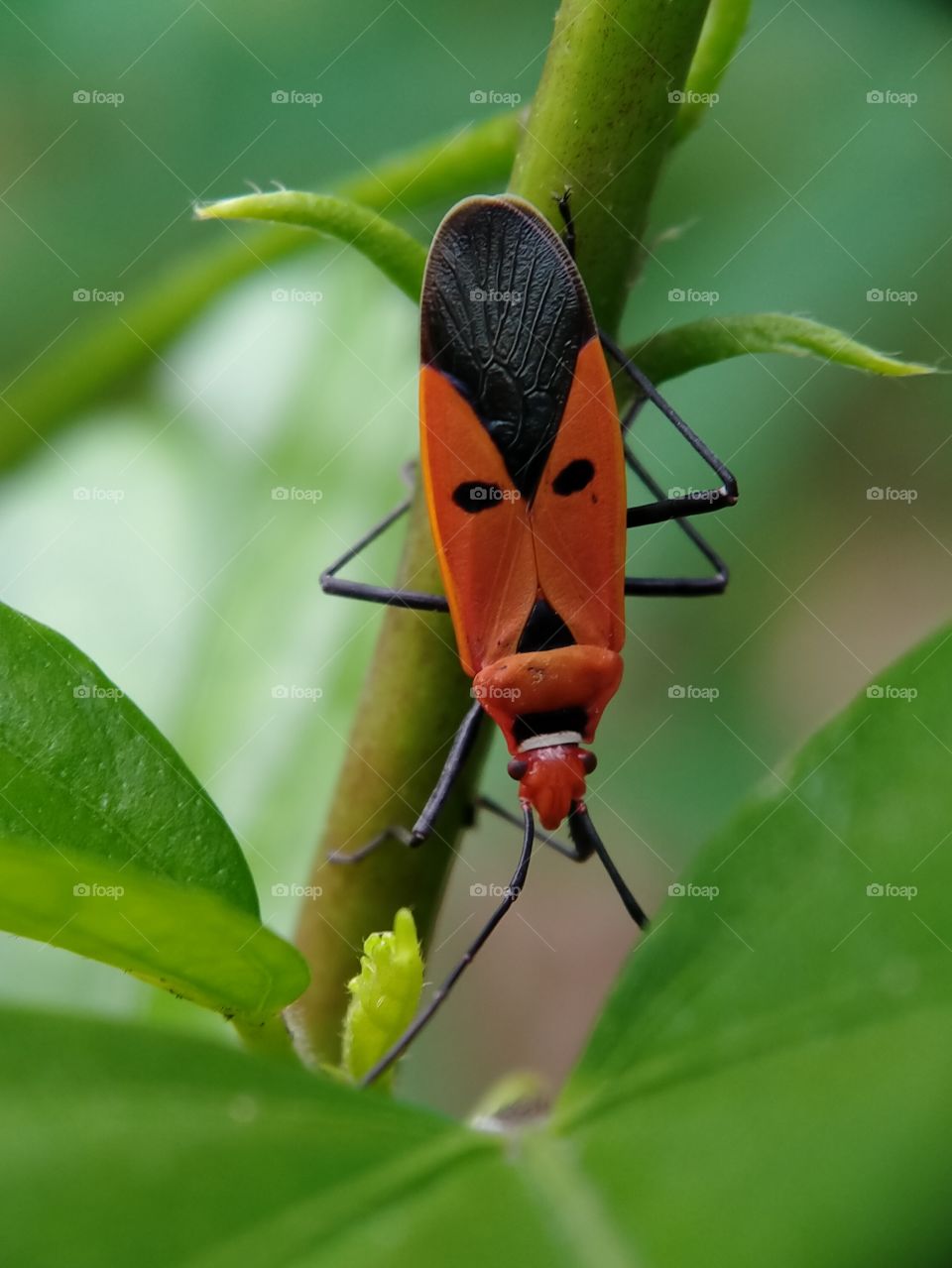 A red cotton stainer bug is climbing the plant. The bright orange color is very pretty.