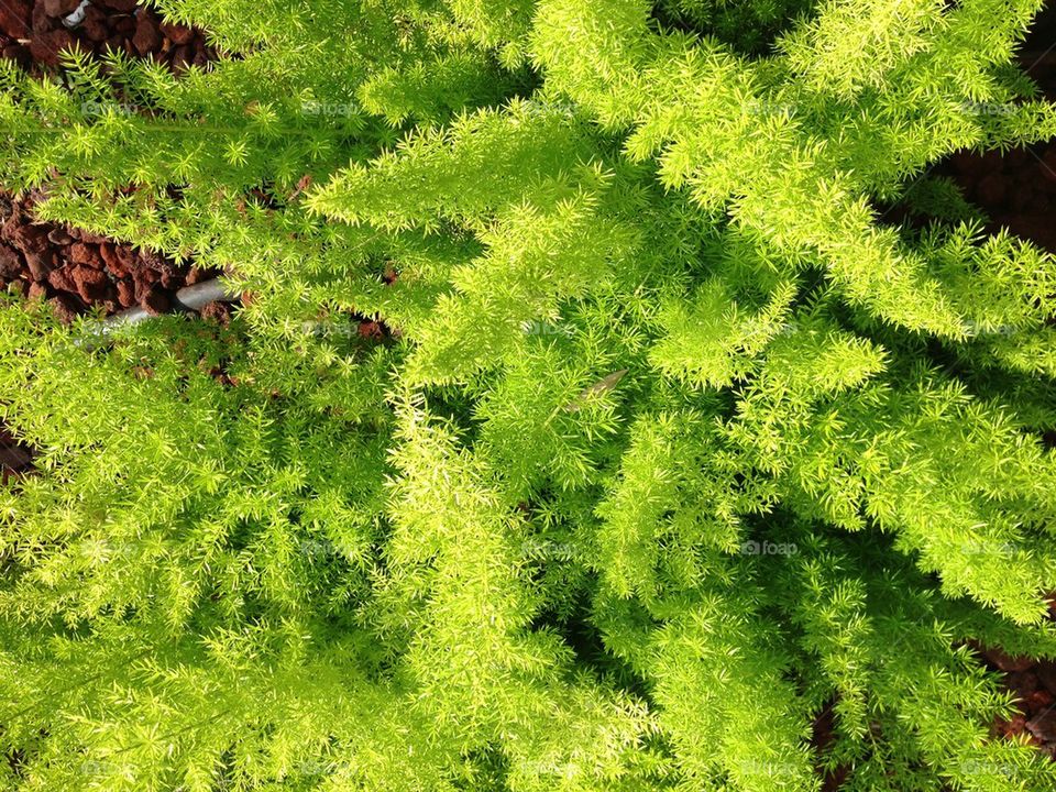 florida ferns