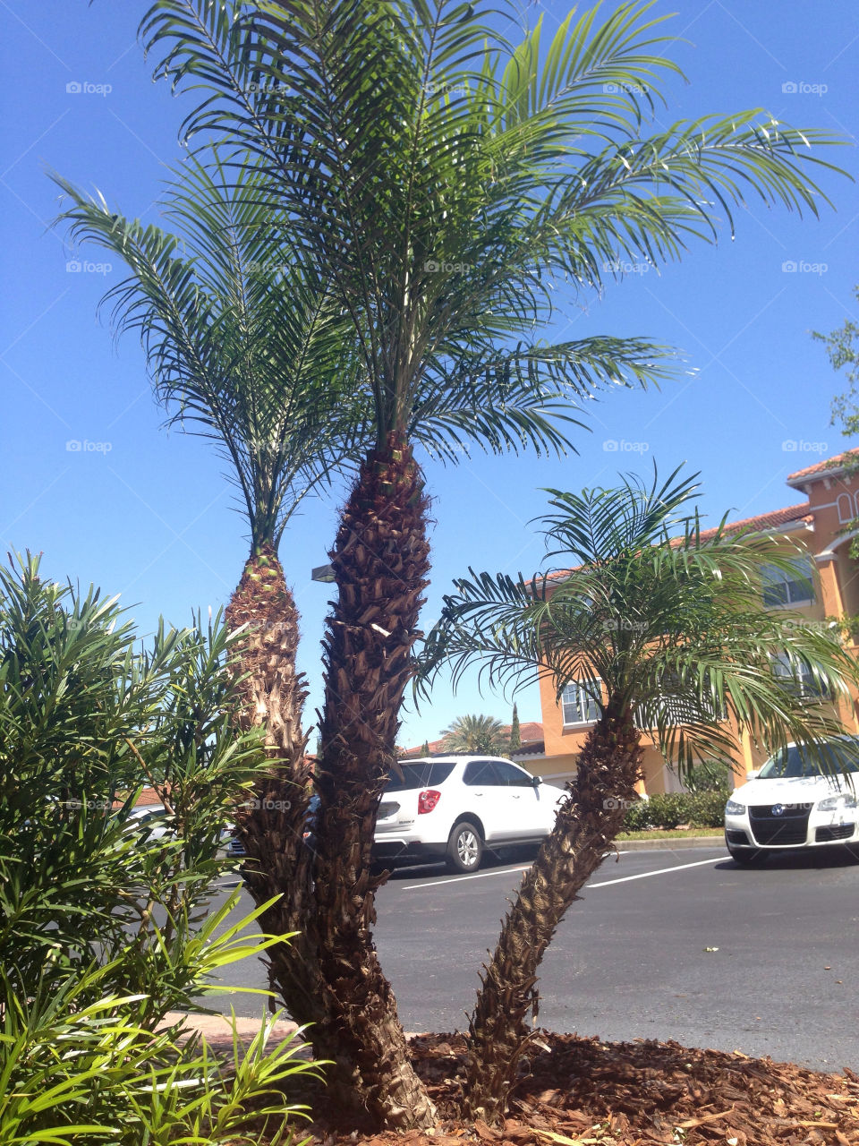 My Palm Tree of Three!