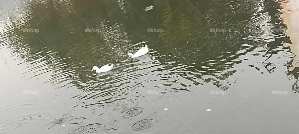 swans chasing each other in nice weather morning time