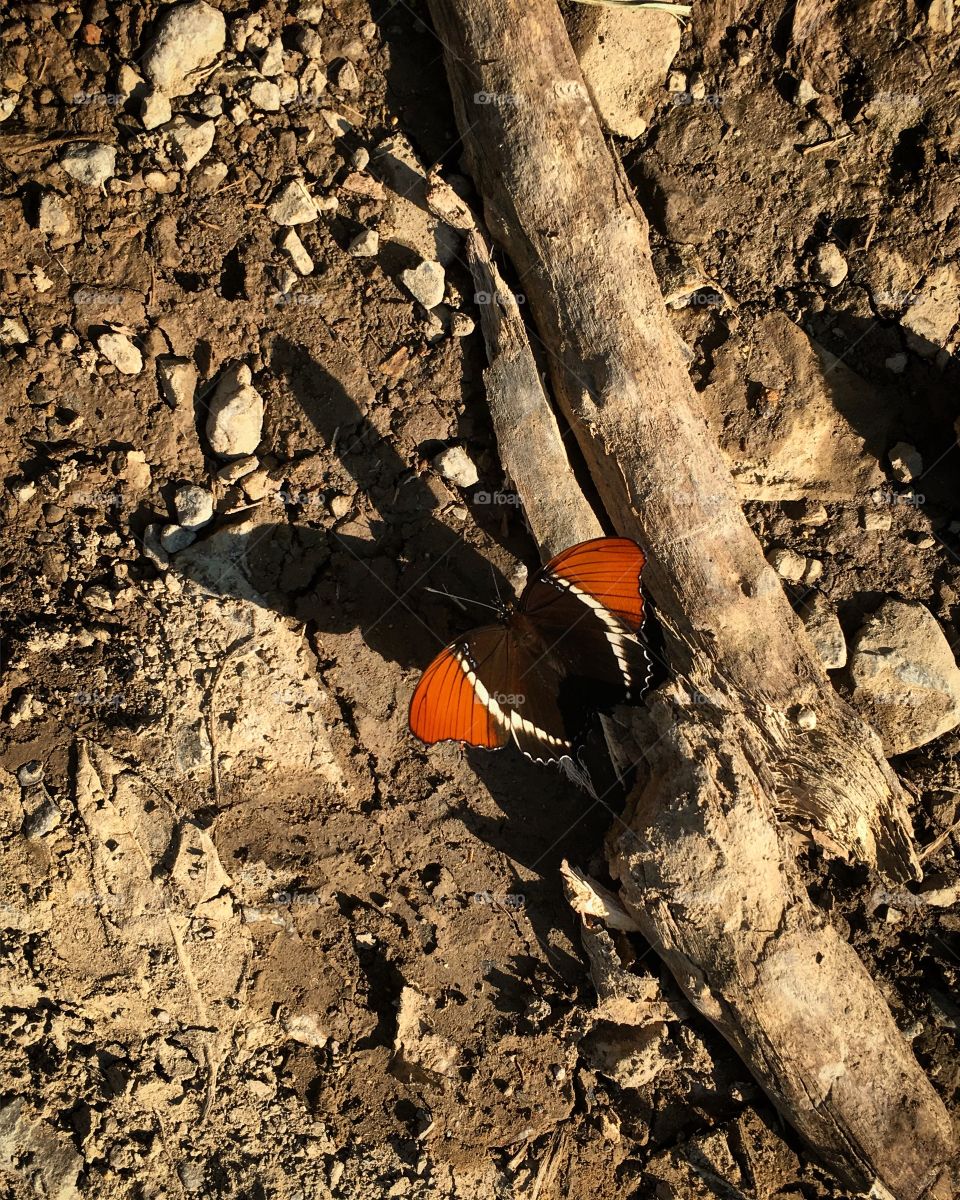 A butterfly's shadow.