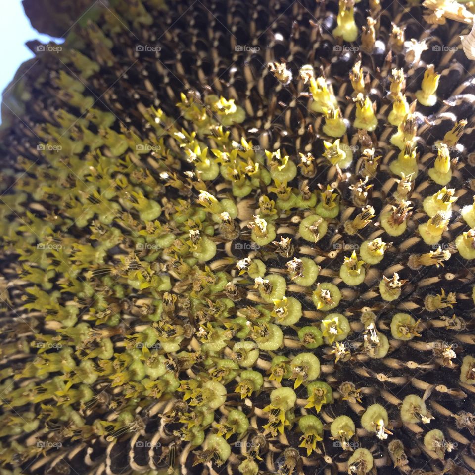 Growth of sunflower flower seeds