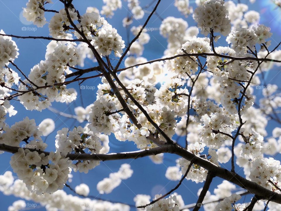White cherry blossom blue background 