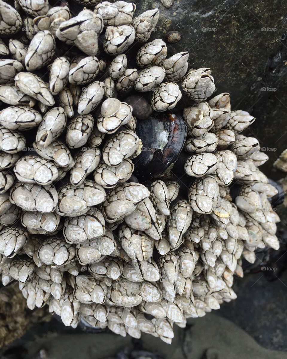 Gooseneck barnacles 