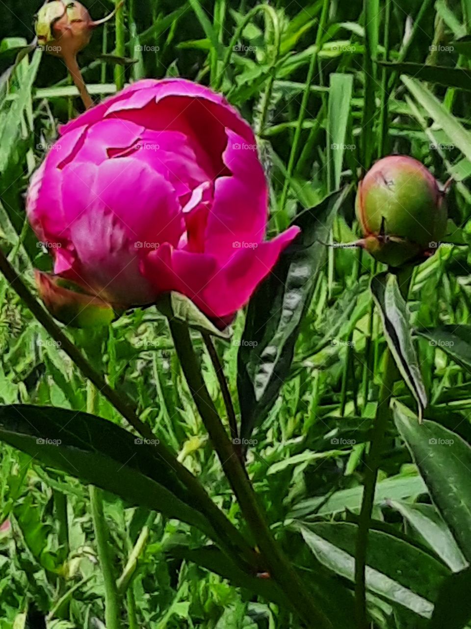 blooming  flower and buds of magenta  peony