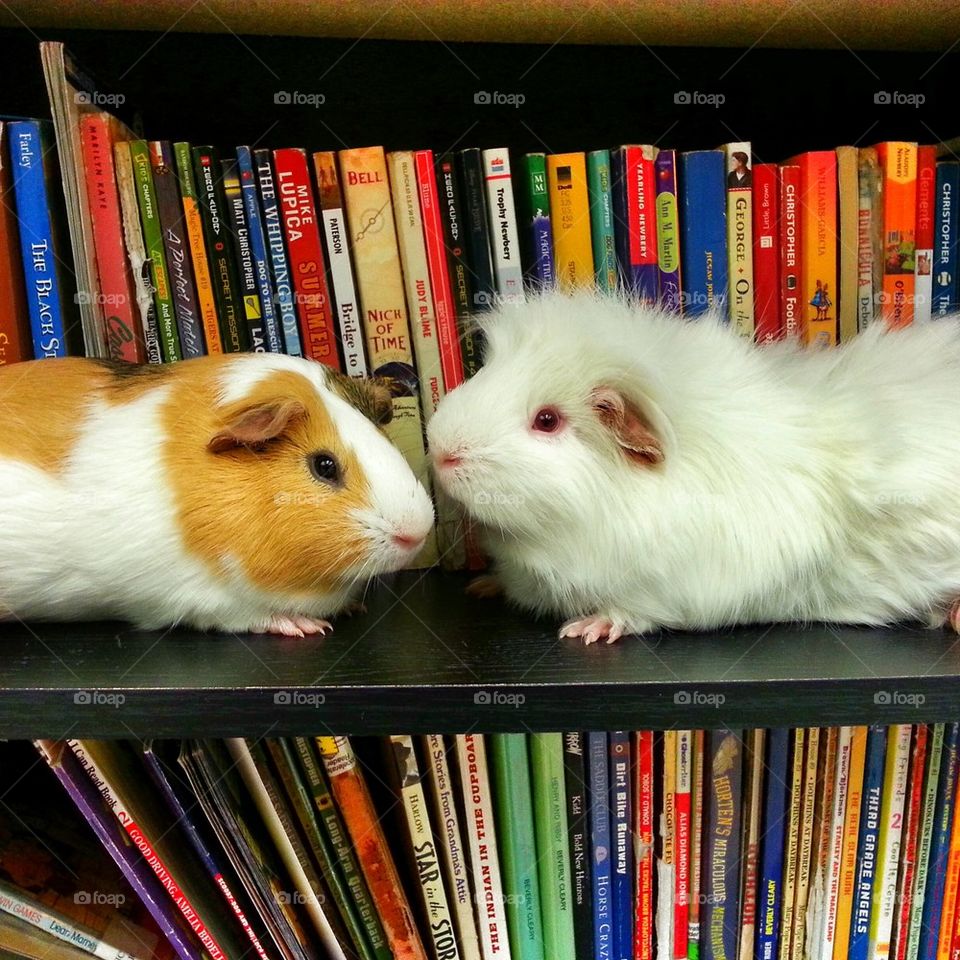 Bookshelf Piggies