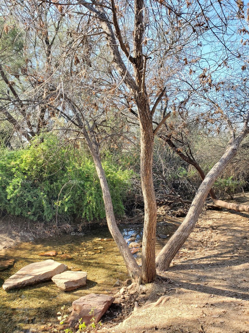 Three Trees and a Desert Creek