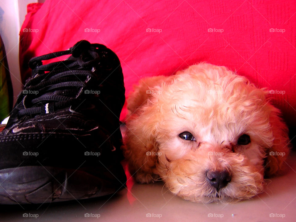 puppy and shoe