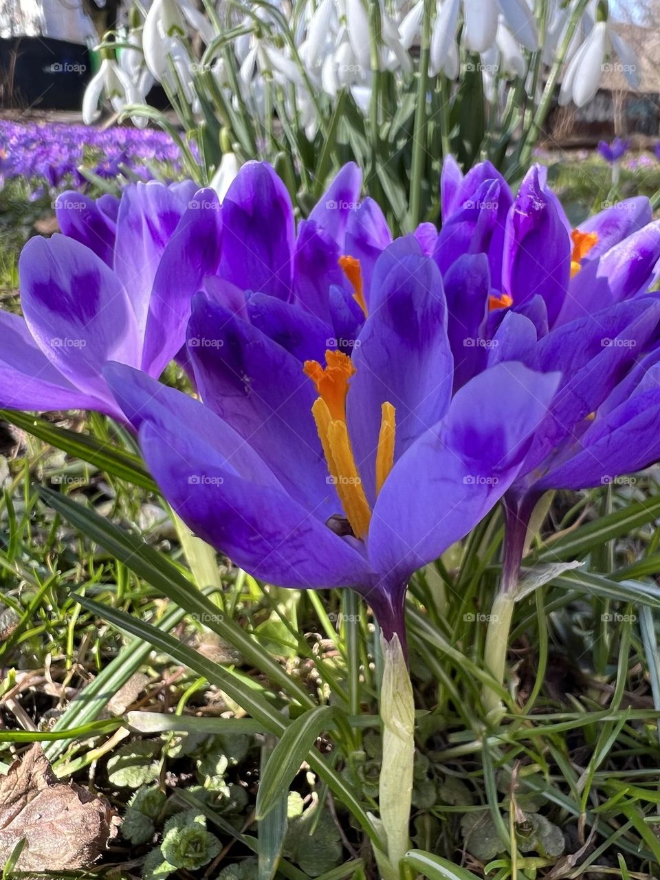 The crocus flower