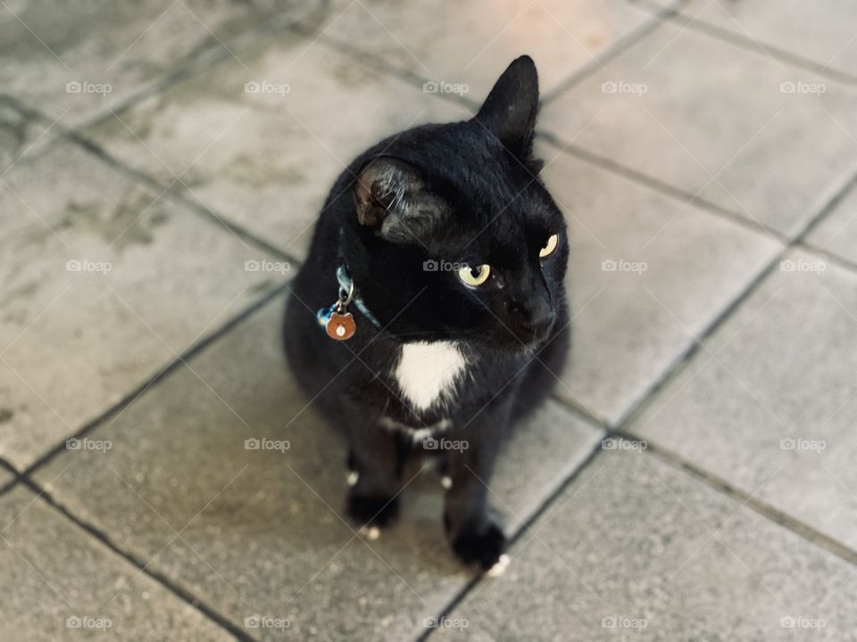 Black cat on street in Bangkok was looking for friends 