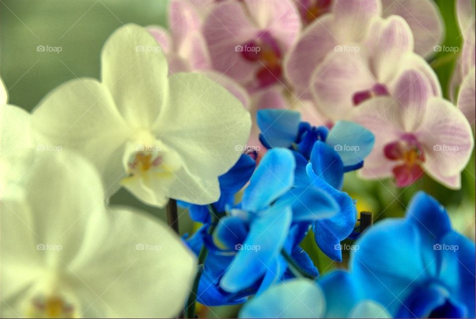 flowers blue france hdr by patdrac