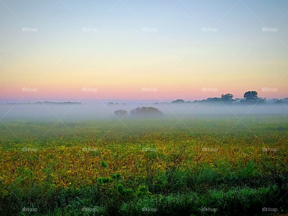 Foggy Plains