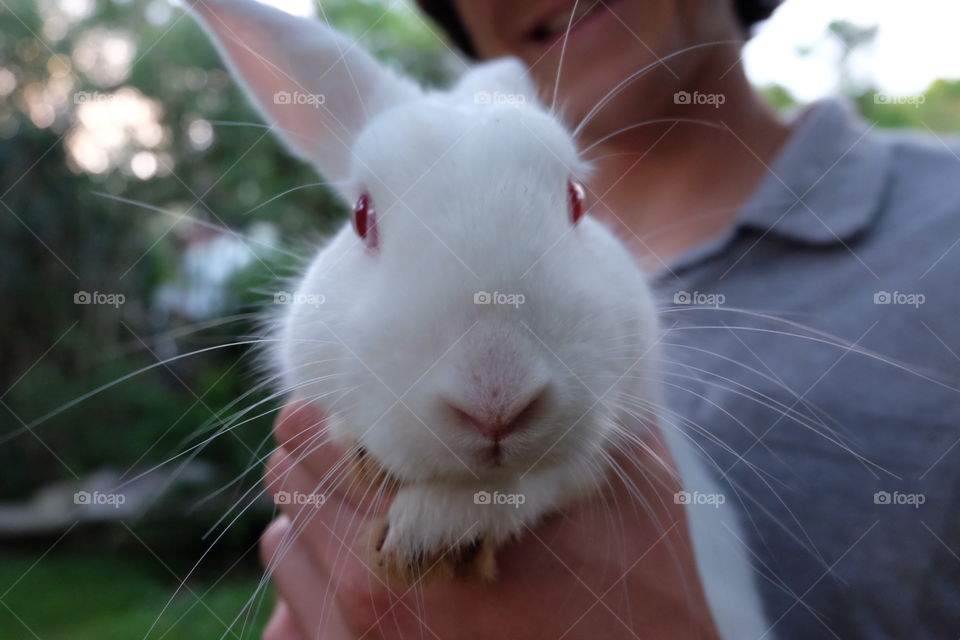 Close-up of rabbit being held by his owner