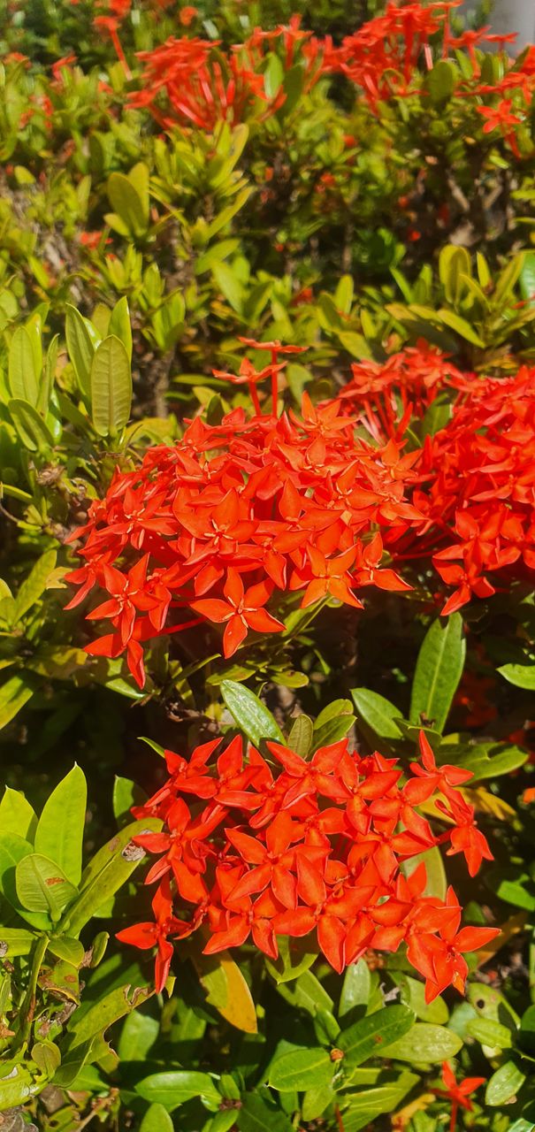 Flowers