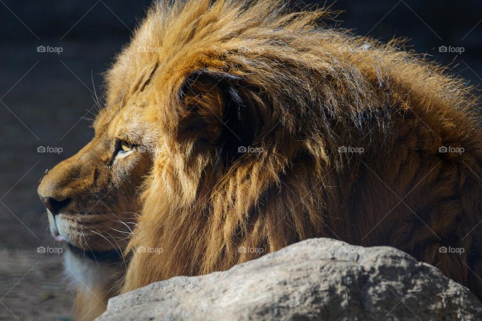 A male African lion relaxes and enjoys a breeze