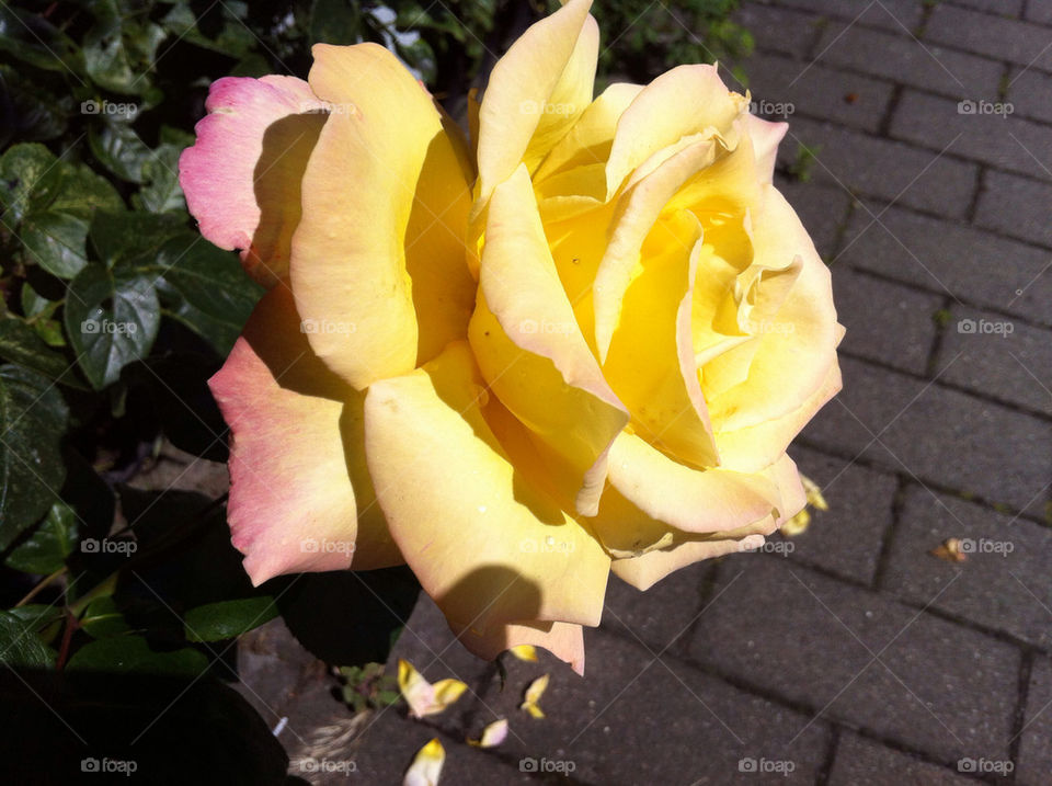 sweden yellow rose ros by ingrid13