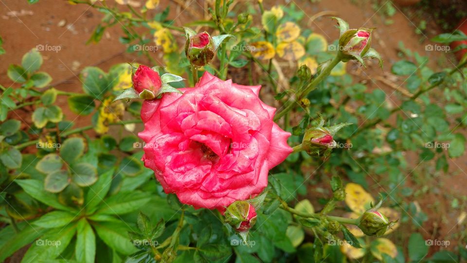 Roseira, com rosas e botões.