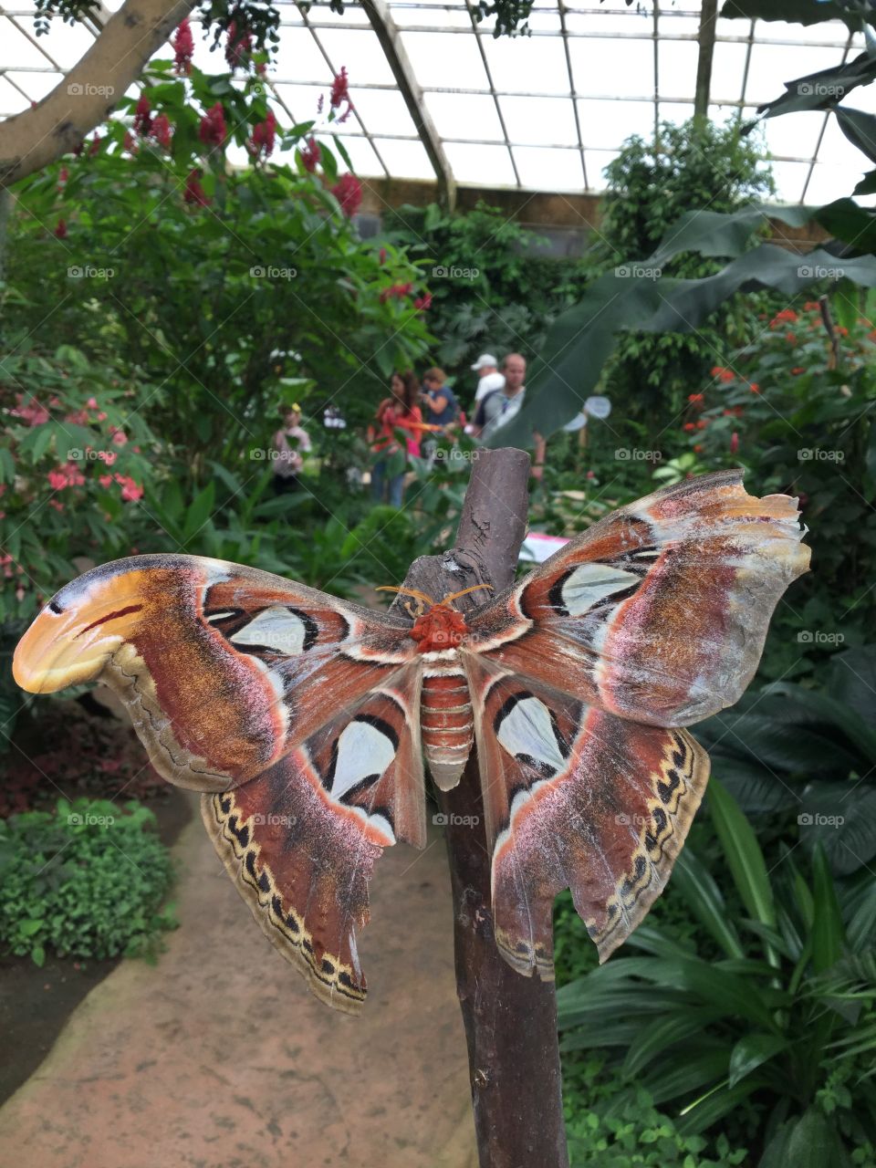 Big butterfly
