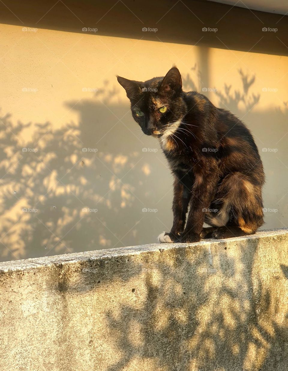 Tortoiseshellcat on Fence with Leaves Shadows